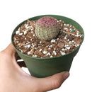 Rainbow Hedgehog Cactus - Echinocereus rigidissimus ssp. rubispinus