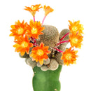 4 inch rebutia condorensis cactus live cactus for sale, compact orb-shaped body with intricate spiral spine pattern in white, large dark-red necked funnel flowers emerging in spring, slow-growing and long-lived perennial cactus, suits rock gardens and container displays, a distinctive bohemian or desert-chic accent for any bright room, a special rare plant gift for collectors and beginners alike