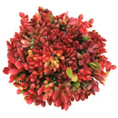 4 inch Red Carpet Sedum Succulent live succulent for sale, lush mat-forming stonecrop with glossy rounded succulent leaves turning deep mahogany in cooler temperatures, vigorous low-spreading creeping growth habit, striking seasonal color and butterfly-attracting summer blooms, versatile bohemian rock garden and planter decor, ideal easy-care holiday or housewarming plant gift