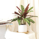 caring for rattlesnake plant, calathea lancifolia rattlesnake, care for rattlesnake plant, large rattlesnake plant, how often to water rattlesnake plant, calathea rattlesnake lancifolia, rattlesnake plant for sale, lancifolia calathea