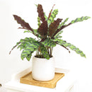 caring for rattlesnake plant, calathea lancifolia rattlesnake, care for rattlesnake plant, large rattlesnake plant, how often to water rattlesnake plant, calathea rattlesnake lancifolia, rattlesnake plant for sale, lancifolia calathea