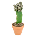 4 inch rebutia condorensis cactus live cactus for sale, compact orb-shaped body with intricate spiral spine pattern in white, large dark-red necked funnel flowers emerging in spring, slow-growing and long-lived perennial cactus, suits rock gardens and container displays, a distinctive bohemian or desert-chic accent for any bright room, a special rare plant gift for collectors and beginners alike