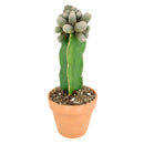4 inch rebutia condorensis cactus live cactus for sale, compact orb-shaped body with intricate spiral spine pattern in white, large dark-red necked funnel flowers emerging in spring, slow-growing and long-lived perennial cactus, suits rock gardens and container displays, a distinctive bohemian or desert-chic accent for any bright room, a special rare plant gift for collectors and beginners alike
