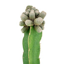 4 inch rebutia condorensis cactus live cactus for sale, compact orb-shaped body with intricate spiral spine pattern in white, large dark-red necked funnel flowers emerging in spring, slow-growing and long-lived perennial cactus, suits rock gardens and container displays, a distinctive bohemian or desert-chic accent for any bright room, a special rare plant gift for collectors and beginners alike