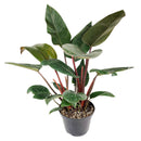 best place to buy house plants online, online plant store, indoor plants online