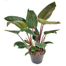 best place to buy house plants online, online plant store, indoor plants online