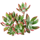 Echeveria Harmsii Ruby Slipper