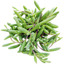 Buy an 8-pack of Ruby Necklace Succulent live plants online. Each Othonna capensis features fleshy leaves on cascading stems with ruby-red tones in bright light. Easy to care for, they thrive in bright light, well-draining soil, and minimal watering.
