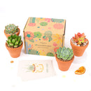 Succulents for Sale, Types of Succulents, Succulents Shop in California, Succulents and Cactus Plants, Cactus Box, Subscription Box with Care Instruction, Succulent Subscription Box
