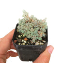 buy sedum fuzzy wuzzy succulent live succulent 2 inch online, soft velvety white-haired miniature rosettes with cool glaucous coloring, dense low-growing clumping form that gracefully spills over container edges, resilient and easy care drought tolerant nature, presented in a plastic pot ready to grow, adds bohemian charm and delicate texture to any plant arrangement, a sweet and unique succulent gift for any plant lover