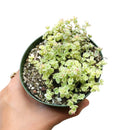Sedum Little Missy Succulent