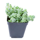 Buy an 8-pack of Sedum Major live plants online. Each plant features tiny, rounded blue-green leaves with a powdery finish and trailing growth. Easy to care for, they thrive in bright light, well-draining soil, and minimal watering.
