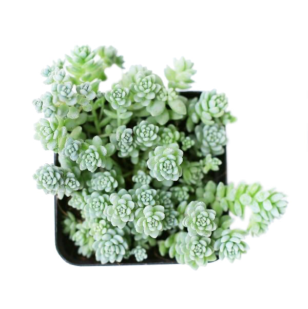 succulents durham Sedum Dasyphyllum Major | Easy Care Succulent