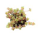 Sedum Tricolor Spurium