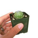 Sempervivum arachnoideum Cobweb Hens and Chicks