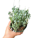 Senecio citriformis - String of Lemons