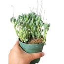 Senecio citriformis - String of Lemons