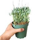 Senecio citriformis - String of Lemons