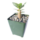 6 inch adenium obesum 'shada' live succulent for sale, smooth grayish bark contrasting with lush green canopy-like foliage, massive squat swollen caudex defining feature, pink flowering desert rose with long bloom period, slow-growing heirloom-quality succulent for decades of enjoyment, stunning floor or shelf display in plastic pot, prized rare collector gift for succulent lovers