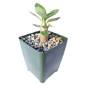 6 inch adenium obesum 'shada' live succulent for sale, smooth grayish bark contrasting with lush green canopy-like foliage, massive squat swollen caudex defining feature, pink flowering desert rose with long bloom period, slow-growing heirloom-quality succulent for decades of enjoyment, stunning floor or shelf display in plastic pot, prized rare collector gift for succulent lovers