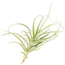 Tillandsia Straminea Dwarf air plant for sale, How to grow Tillandsia Straminea Dwarf indoor, How to care for Tillandsia Straminea Dwarf air plant, Live Tillandsia Straminea Dwarf for gifts, Air plants subscription box monthly, Air plants gift ideas, Air plants home office decoration