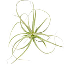 Tillandsia Straminea Dwarf air plant for sale, How to grow Tillandsia Straminea Dwarf indoor, How to care for Tillandsia Straminea Dwarf air plant, Live Tillandsia Straminea Dwarf for gifts, Air plants subscription box monthly, Air plants gift ideas, Air plants home office decoration