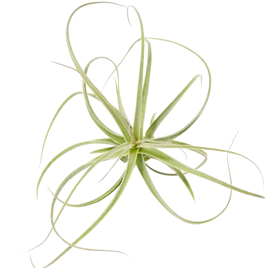 Tillandsia Straminea Dwarf air plant for sale, How to grow Tillandsia Straminea Dwarf indoor, How to care for Tillandsia Straminea Dwarf air plant, Live Tillandsia Straminea Dwarf for gifts, Air plants subscription box monthly, Air plants gift ideas, Air plants home office decoration