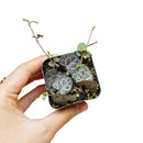 Buy an 8-pack of 4" live plants online. Choose eight plants of your choice to create a lush and diverse collection in 4" pots. Perfect for filling larger spaces, decorating your home or office, and growing your plant collection.