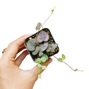 Buy an 8-pack of 4" live plants online. Choose eight plants of your choice to create a lush and diverse collection in 4" pots. Perfect for filling larger spaces, decorating your home or office, and growing your plant collection.