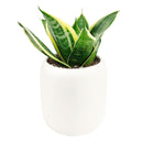 houseplants with big leaves, ocean star plant, ocean star sansevieria hahnii, Mother-In-Law's Tongue, sansevieria hahnii care, sansevieria hahnii types