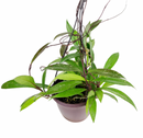 buy hoya publicalyx live houseplant 4" pot online, slender silver-spotted green leaves on a trailing vining wax plant, semi-succulent foliage with glossy waxy texture, fast-growing porcelain flower plant that blooms in bright indirect light, low-maintenance beginner-friendly houseplant, suits a cozy windowsill, shelf, or hanging basket beautifully, a charming fragrant gift for plant lovers of all levels