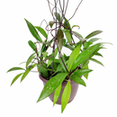 buy hoya publicalyx live houseplant 4" pot online, slender silver-spotted green leaves on a trailing vining wax plant, semi-succulent foliage with glossy waxy texture, fast-growing porcelain flower plant that blooms in bright indirect light, low-maintenance beginner-friendly houseplant, suits a cozy windowsill, shelf, or hanging basket beautifully, a charming fragrant gift for plant lovers of all levels