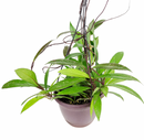buy 6 inch hoya pubicalyx pink silver live houseplant in 6 inch grower pot online, dense silver-flecked narrow foliage with pinkish-silver sun-stressed hues, vigorous trailing and climbing vine form, fragrant reddish-pink flower umbels, drought-tolerant semi-succulent leaves, charming boho hanging basket accent, a thoughtful pet-friendly gift for any plant lover