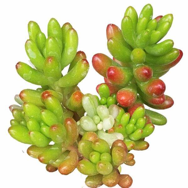 jelly jam succulent Aurora Pink Jelly Bean Sedum