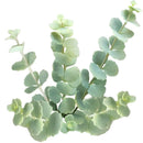 Sedum Sieboldii Succulent