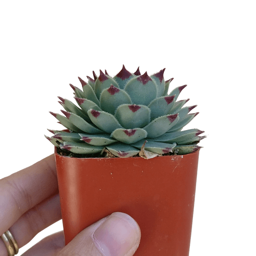 succulent verb Sempervivum Calcareum