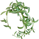 Senecio radicans - String of Bananas