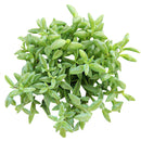 Buy an 8-pack of String of Dolphins live plants online. Each trailing plant features distinctive dolphin-shaped leaves on cascading vines. Easy to care for, they thrive in bright light, well-draining soil, and minimal watering.
