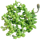 String of Tears - Senecio Herreianus
