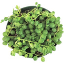 String Of Pearls - Senecio Rowleyanus