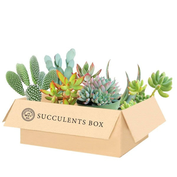 Subscription Box