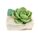 Succulent soap, succulent garden soap, succulent arrangement soap, random succulent arrangement soap, natural soap, botanical soap, handmade succulent soap, organic succulent soap