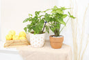 6 inch syngonium white butterfly live air plant for sale, lush pale cream and jade green variegated heart-shaped foliage with natural veining creating botanical elegance, rapidly spreading vine form that requires weekly rotation to prevent asymmetrical one-sided leaf growth, adapts remarkably to low-light artificial office environments lit by led screens and overhead panels, vulnerable to cold damage and browning from direct air conditioning vent and heater air exposure, beautiful tall plant display for liv