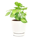 buy syngonium berry allusion live houseplant 4" pot online, bright arrowhead-shaped leaves in light green with bold pink veins, young bushy plant in grower pot ideal for shelves or hanging hooks, fast-growing air-purifying tropical vine, low maintenance and adaptable to various indoor light conditions, a stylish and meaningful gift for plant enthusiasts