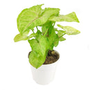 6" pot syngonium gold allusion live houseplant for sale, large trailing syngonium gold allusion with full canopy of vivid gold and pink-veined arrowhead foliage, a member of the araceae family native to central and south america, effective natural air purifier for formaldehyde and benzene, stunning in hanging baskets or cascading from tall shelves, a luxurious tropical houseplant gift for home or office