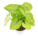6" pot syngonium gold allusion live houseplant for sale, large trailing syngonium gold allusion with full canopy of vivid gold and pink-veined arrowhead foliage, a member of the araceae family native to central and south america, effective natural air purifier for formaldehyde and benzene, stunning in hanging baskets or cascading from tall shelves, a luxurious tropical houseplant gift for home or office