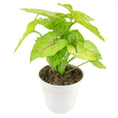6" pot syngonium gold allusion live houseplant for sale, large trailing syngonium gold allusion with full canopy of vivid gold and pink-veined arrowhead foliage, a member of the araceae family native to central and south america, effective natural air purifier for formaldehyde and benzene, stunning in hanging baskets or cascading from tall shelves, a luxurious tropical houseplant gift for home or office