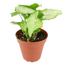6 inch syngonium white butterfly live air plant for sale, lush pale cream and jade green variegated heart-shaped foliage with natural veining creating botanical elegance, rapidly spreading vine form that requires weekly rotation to prevent asymmetrical one-sided leaf growth, adapts remarkably to low-light artificial office environments lit by led screens and overhead panels, vulnerable to cold damage and browning from direct air conditioning vent and heater air exposure, beautiful tall plant display for liv