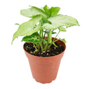 6 inch syngonium white butterfly live air plant for sale, lush pale cream and jade green variegated heart-shaped foliage with natural veining creating botanical elegance, rapidly spreading vine form that requires weekly rotation to prevent asymmetrical one-sided leaf growth, adapts remarkably to low-light artificial office environments lit by led screens and overhead panels, vulnerable to cold damage and browning from direct air conditioning vent and heater air exposure, beautiful tall plant display for liv