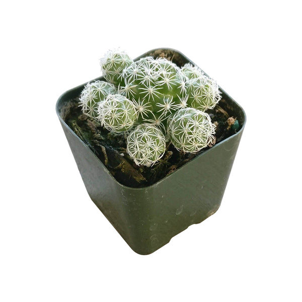 Thimble Cactus Mammillaria Succulent for Sale - Tiny Cactus for Gift Ideas 